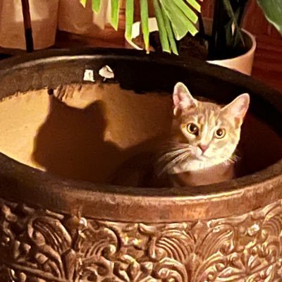 cdmsatisfied's profile picture. right into the ether