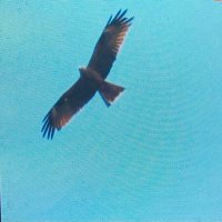 BirderPaul (@paulbirder) 's Twitter Profile