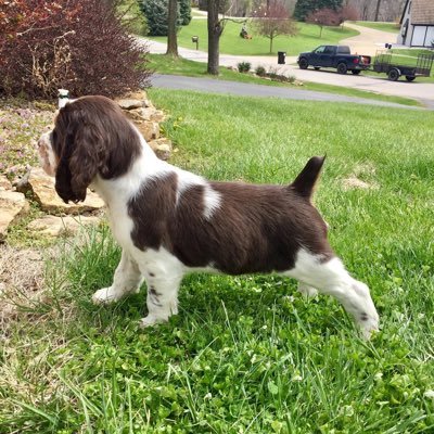 Wife to Bill, Mom to 3, Bube to 6, owner of 3 English Springer Spaniels