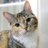 jpncat's profile image