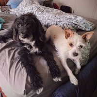 Quigley and Finn ❤️ (@quigleywiggly) 's Twitter Profile