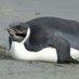PINGUIM (@mateuspinguim77) Twitter profile photo PINGUIM (@mateuspinguim77) Twitter profile photo