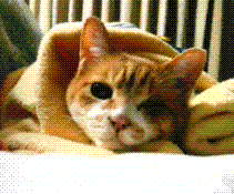 yukimaru9230's profile picture. 生まれも育ちも東京ですが、大阪で不動産の仕事をしています！ステキな先輩や後輩に囲まれて、楽しくお仕事しています♪趣味は食べ歩き（歩かない）・夕食作り・ショッピング・旅行（沖縄は最高でした～）・女磨きです☆