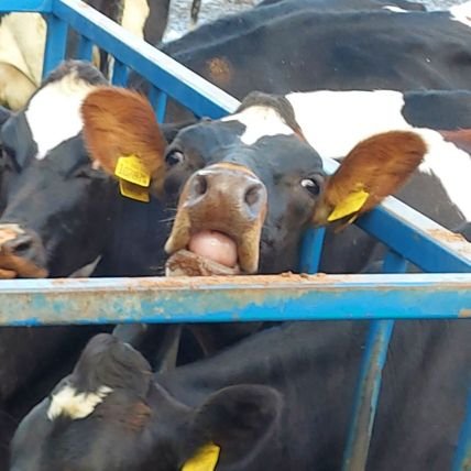 dairy farmer milking 380low input grazing cows north shropshire/welsh border 
cheerful but highly intolerable of needless political correctness and bullshit