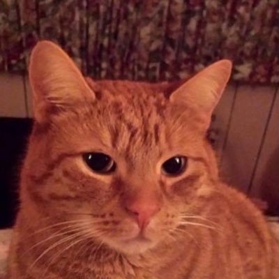 zelf nadenken. nooit opgeven. geen digital ID of cbdc, weg met EU. FvD lid, 🏛️Nexit, ❤️weg met het WEF, criminele inmenging regeringen wereldwijd.🐄🚜🐶🐱