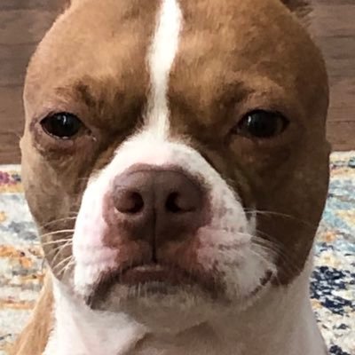 alexmsu11's profile picture. Believer in Christ, have a beautiful wife, and a beautiful baby girl. MSU fan #HailState and Saints fan #whodat and Red Sox fan