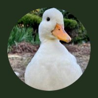 Kindleの虫さん (@mutekiron) 's Twitter Profile