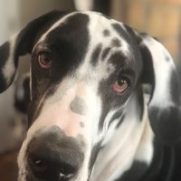 drpshot (@drpshot2) 's Twitter Profile