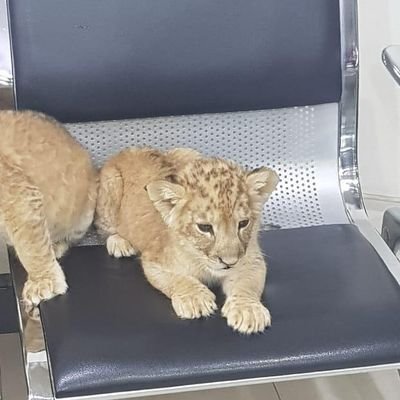 JosephEspa's profile picture. Knight Online ☀️