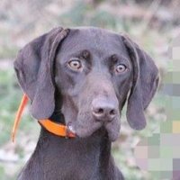 Bird Dog (@birddog444777) 's Twitter Profile