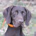 Bird Dog (@birddog444777) Twitter profile photo Bird Dog (@birddog444777) Twitter profile photo
