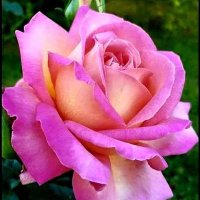 Paulo - Terapeuta Reikiano (@srgioar70178494) 's Twitter Profile