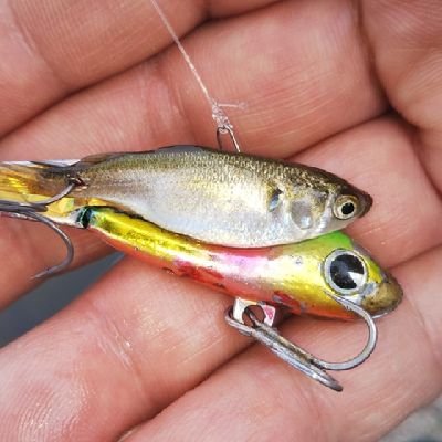 十数年ぶりに鱸釣りを再開し月1~2回釣りに行けるよう努力しています。宜しくお願い致します🙇⤴️写真の自己記録更新を目指しております😁✌️
https://t.co/MDtCS0byuN