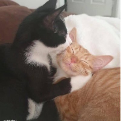 helnikclub's profile picture. 