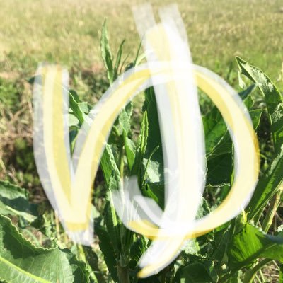 yujirosayama's profile picture. 実家暮らしフリーター。家庭を持ちたいのでちゃんと金稼ぎたい。散歩とのんびりすることが好き。最近はツムツムで暇つぶししてる。