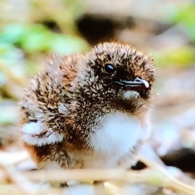 ちくわさんのプロフィール画像
