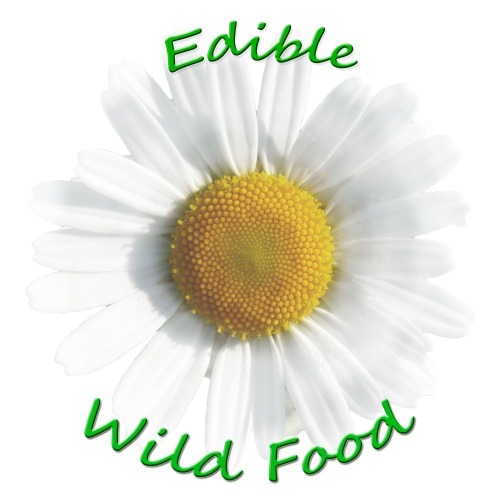 EdibleWildFood Profile Picture