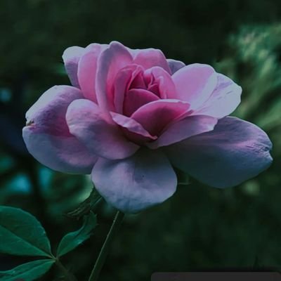 Msinan_313's profile picture. Student