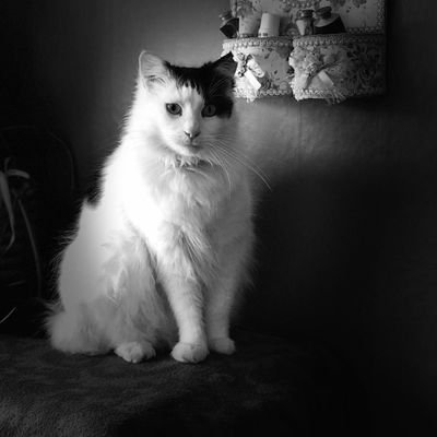 SoniaF_51's profile picture. 😸