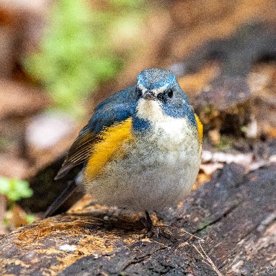 週末の野鳥撮影と自転車をこよなく愛する爺ーじで－す🤓