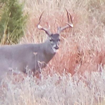 Hornchaser1's profile picture. 