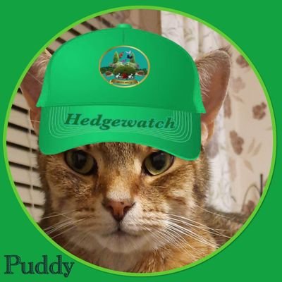 Tracy28973838's profile picture. like to sleep during the day and cause chaos at night. clever boi I can sit and paw for a treat.