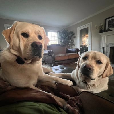 Twodogsandafrog's profile picture. Entrepreneur, Father, Husband and Patriot to these United States.