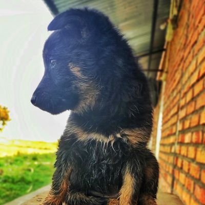 rahul_7k's profile picture. ।