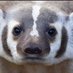 Badger Smith (@badgersmith7) Twitter profile photo Badger Smith (@badgersmith7) Twitter profile photo