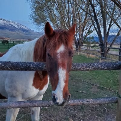 Donnas5horses Profile Picture