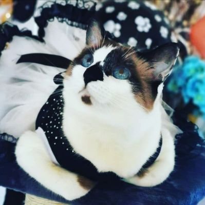 Miacolucci0618's profile picture. @mia_colucci_miau