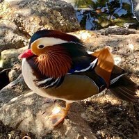 ろん (@mipypf) 's Twitter Profile
