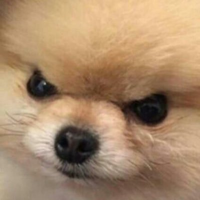 𝙖𝙘𝙝𝙤𝙤 🍳🐕🌻さんのプロフィール画像