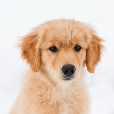 ThatGoldDog15's profile picture. Just a dog who notices things