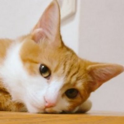 Cute Japanese Cats and Animals Channel