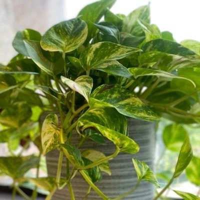 owlmlmb0502's profile picture. mlmb