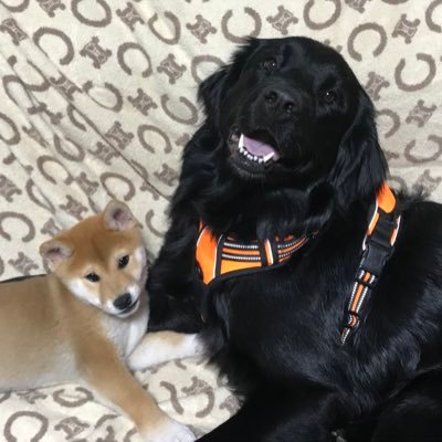 大型犬（バーニーズマウンテン とニューファンランド2歳6ヶ月のMIX）と柴犬6ヶ月を飼っています。 趣味テニス全般🎾観戦多め (ᵔᴥᵔ)ルブレフ大好き 双子の息子を育ててました家族みんなテニスしてます🎾