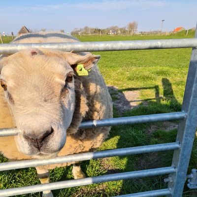 Korbijnsetijd's profile picture. Groot muziekliefhebber en verzamelaar en gek van hitlijsten allertijden. Bezorger bij Filiuskaas.  https://t.co/DAkBzNyjHm…