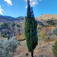 UnArbolUnaVida (@unarbolunavida) 's Twitter Profile Photo