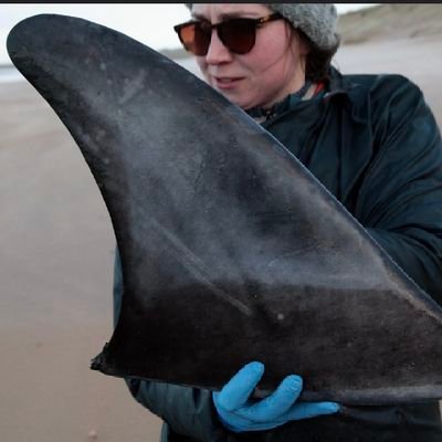 Research associate @strandings and @EPSRC funded PGR working with strandings data for surveillance of marine mammal population health @UofGlasgow