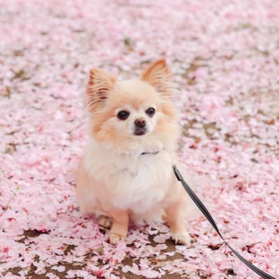 ふくふくさんのプロフィール画像