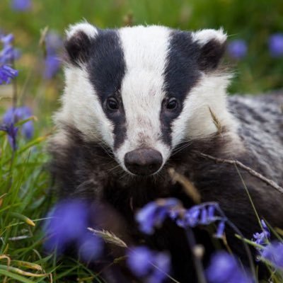 keen badger watcher, bird watcher and woodsman, stuck in the city during the week out in the wilds at weekends. Father and co parent of a wonderful son.