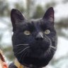 Angeltip21's profile picture. Just an ordinary cat turned political
#RejointheEU #ToryCorruption #ProtectNHS
Follow me somewhere better:
@angeltips21.bsky. social
@Angeltip@mastodon.online