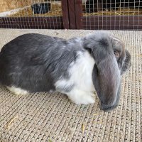 Папа Кролик (@k5ijb6pbisjanpr) 's Twitter Profile