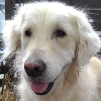 ak (@fluffypeacy) 's Twitter Profile