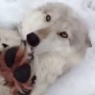 ドラグノフアリアン🐺💤さんのプロフィール画像