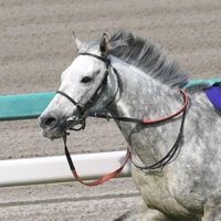 しろ🏇競馬初心者 (@shiro_pon_193) Twitter profile photo