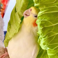 迷子のつきちゃんの飼い主 (@3_mapr) Twitter profile photo