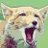 Tibetan Fox💯互fo💯 avatar