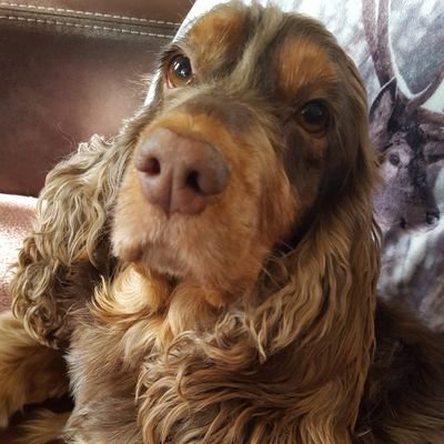 rovex1968's profile picture. 